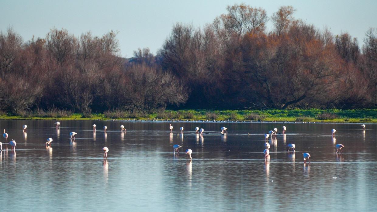 Flamingos im vergangenen Januar in einer Lagune im Doñana-Nationalpark