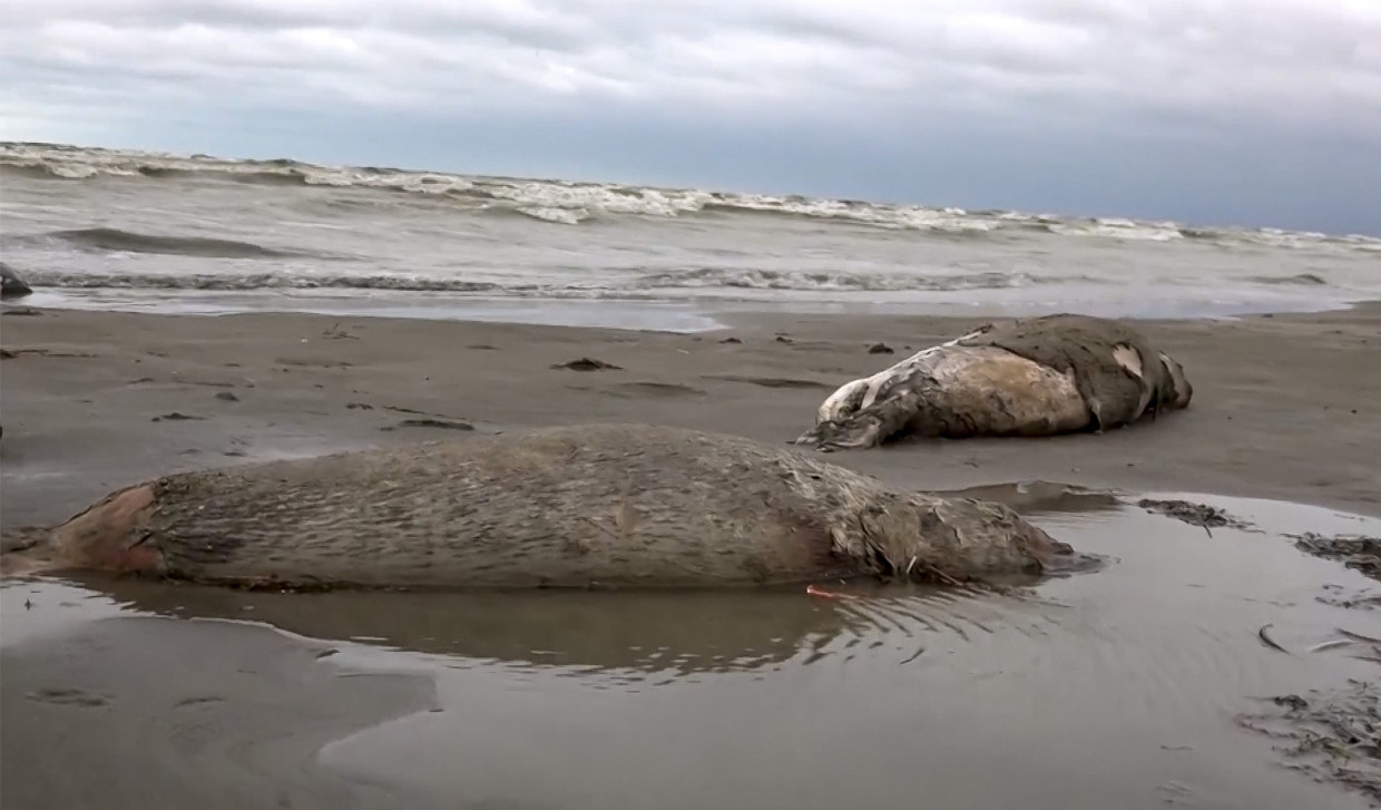 Ein Videostandbild vom russischen Fernsehen RU-RTR zeigt zwei tote Robben am Strand des Kaspischen Meers.