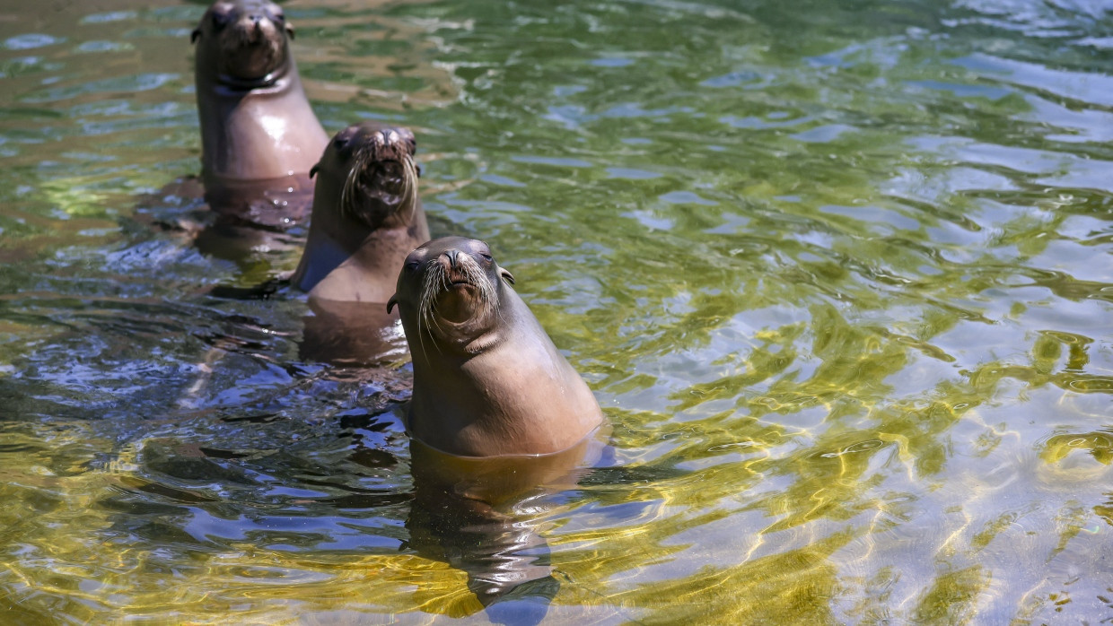 Drei Robben im Leipziger Zoo.