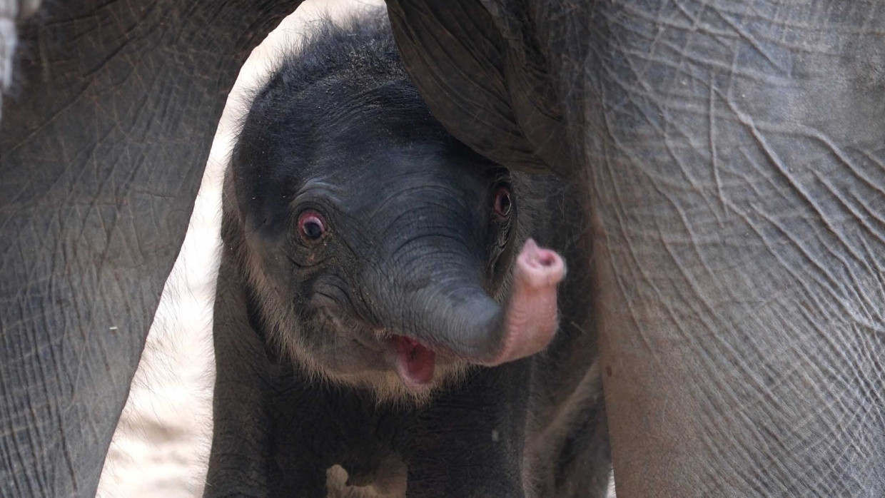 Aktuell noch namenlos: Im Leipziger Zoo wurde eine Elefantentochter geboren.