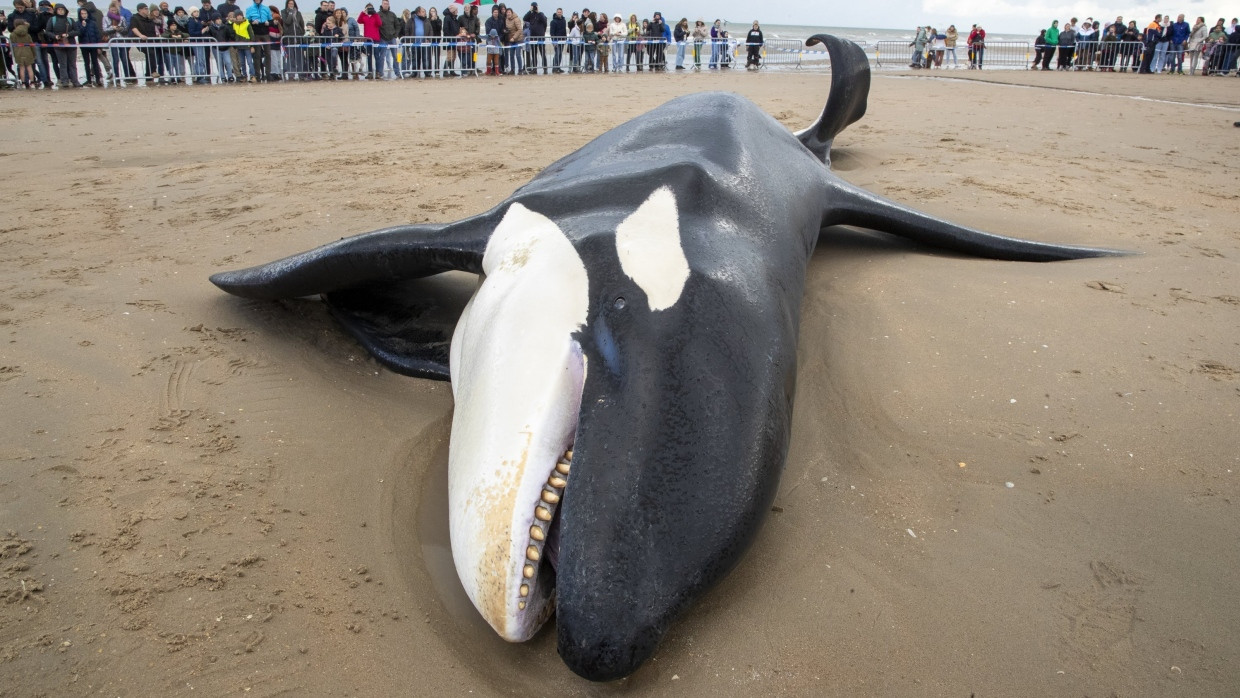 Ein gestrandeter Orca liegt an der Küste von Koksijde.