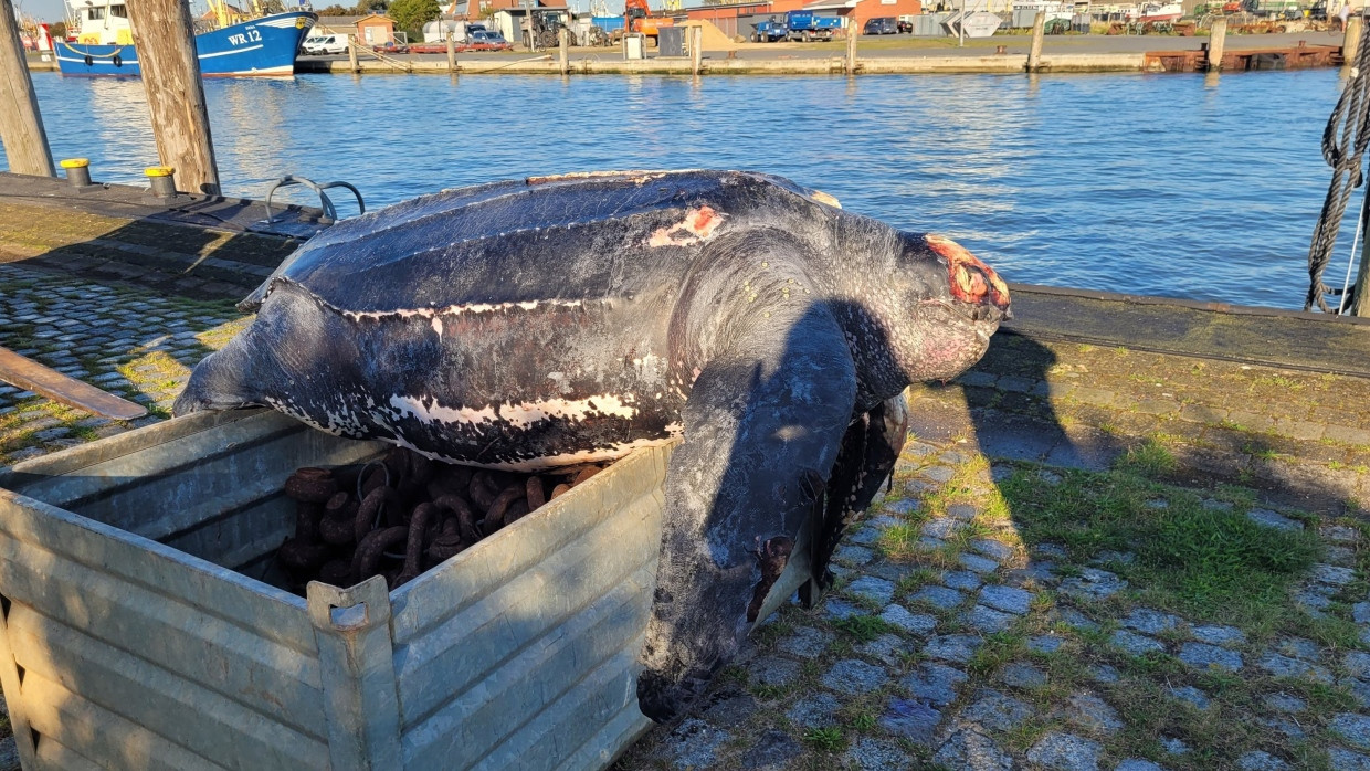 Der Panzer der verendeten Schildkröte ist 1,60 bis 1,70 Meter groß.