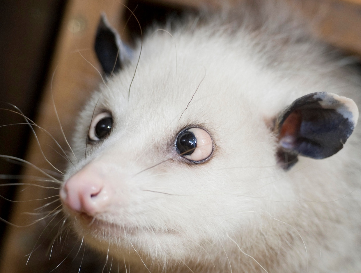 Vermutlich durch Fettablagerungen hinter den Augen schielte Heidi seit ihrer Geburt