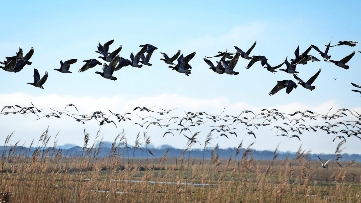 Sätze wie eine Landschaft: Nonnengänse über der Nordseeinsel Föhr