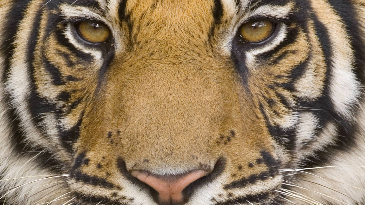 Wer dem Bengalischen Tiger in die Augen blicken will, muss sich auf Pirschfahrt begeben; etwa im Bandhavgarh-Park in Indien.