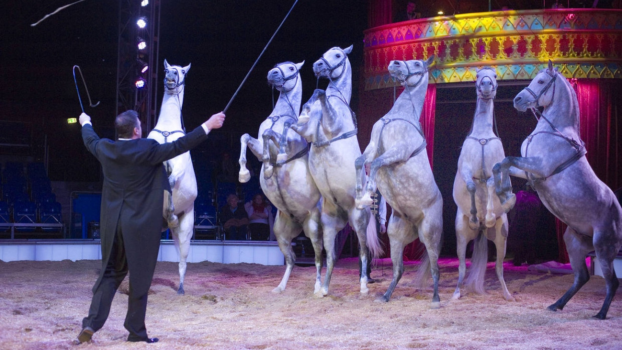 Stillgestanden: Tierdressuren sind die Spezialität des Circus Carl Busch. Nummern wie die mit den Pferdeformationen sind bis zum 4. Januar zu bestaunen.