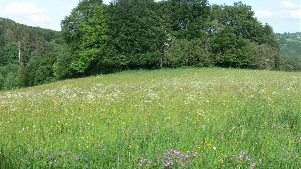 Ein Meer aus Gras und Blumen. Selten schön gedeihen und blühen in diesem Jahr die Wiesen im Hohen Vogelsberg.