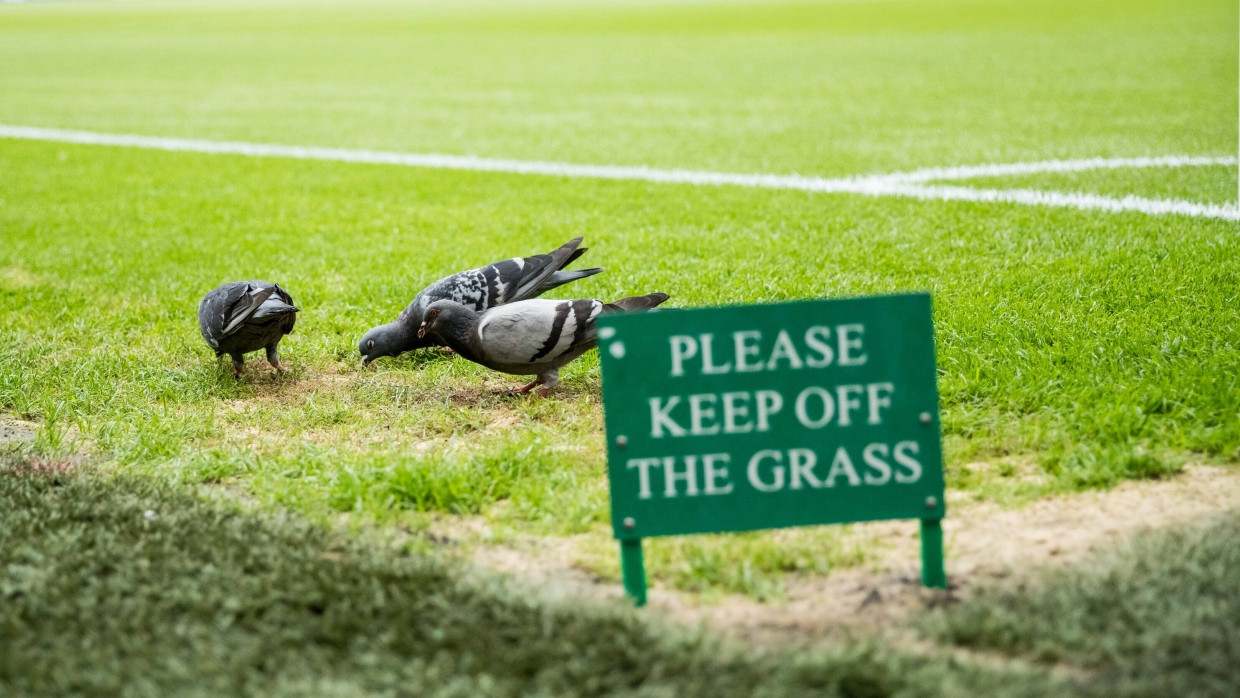 Englischer Rasen im Brentford Community Stadium, London