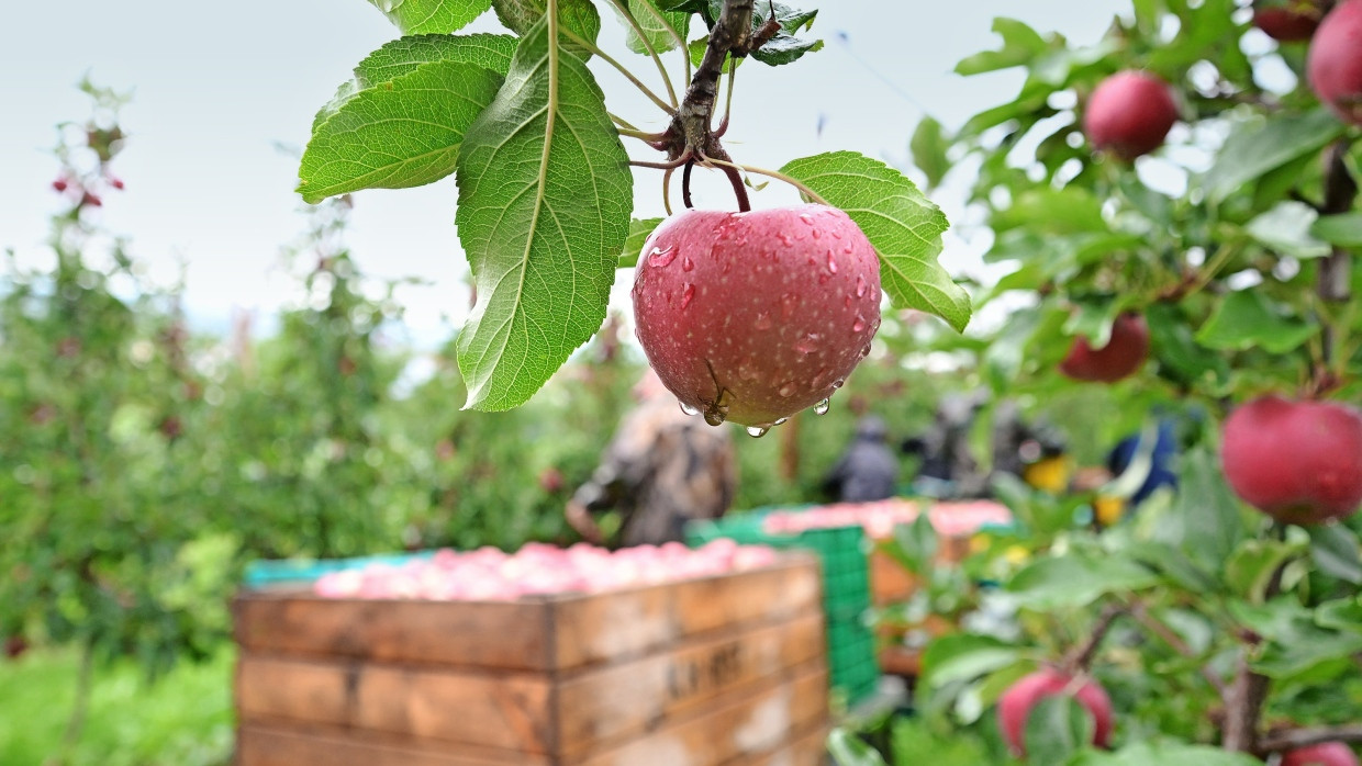 Ernte in Gefahr: Wegen der nassen Witterung schützen Obstbauern am Bodensee die Äpfel mit einem Pflanzenschutzmittel vor dem Schorfpilz.