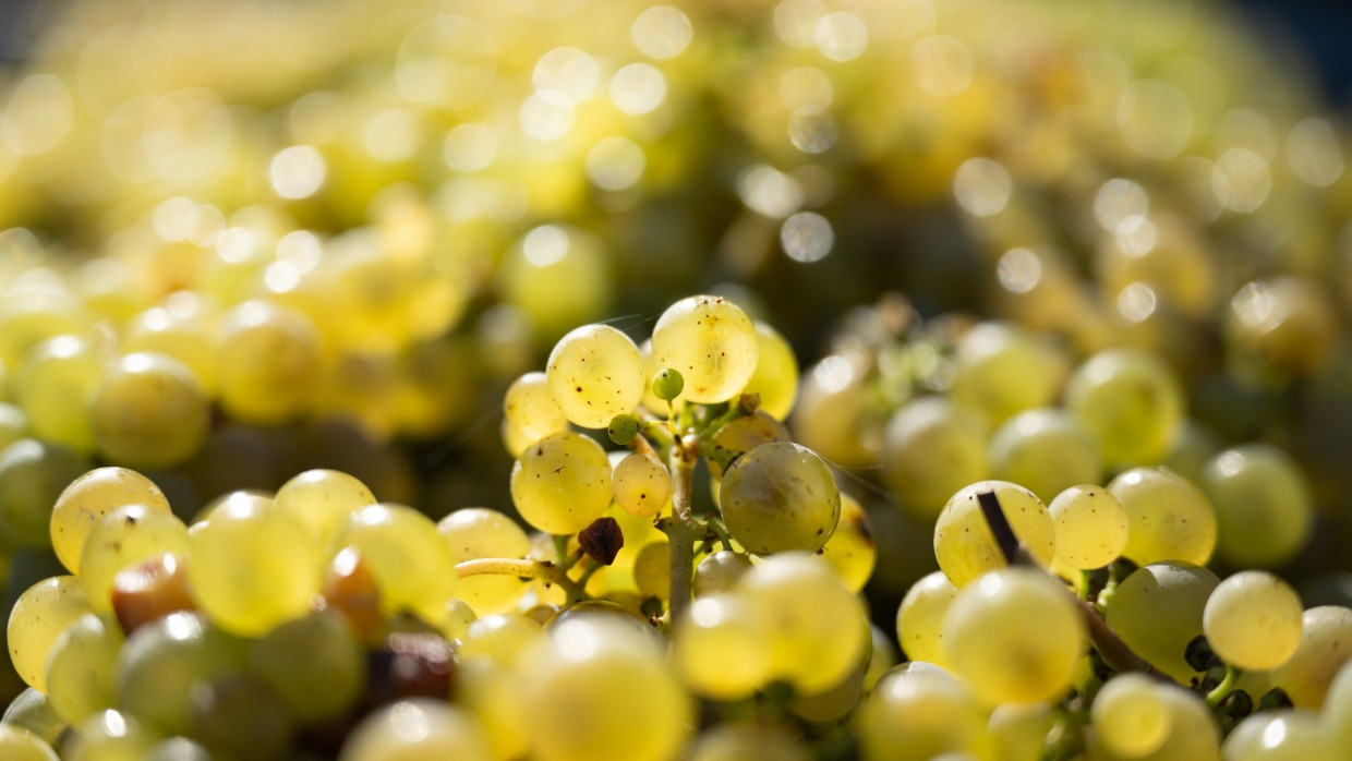 Nur wenige deutsche Weingüter geben ihren Weinen die Zeit, die sie benötigen, um ihre wahre Klasse zeigen zu können: Rieslingtrauben bei der Weinlese