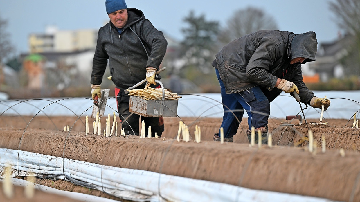 Der Zeit voraus: In diesem Jahr sprießt der Spargel wie hier auf einem Feld bei Weiterstadt besonders früh.