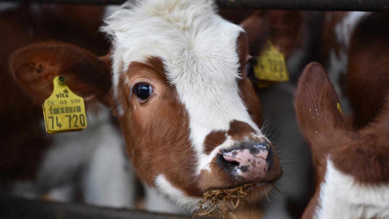 Wie das Gericht mitteilt, hatten Tierärzte des Vogelsbergkreises seit dem Jahr 2020 auf dem Milchviehhof wiederholt Mängel festgestellt.