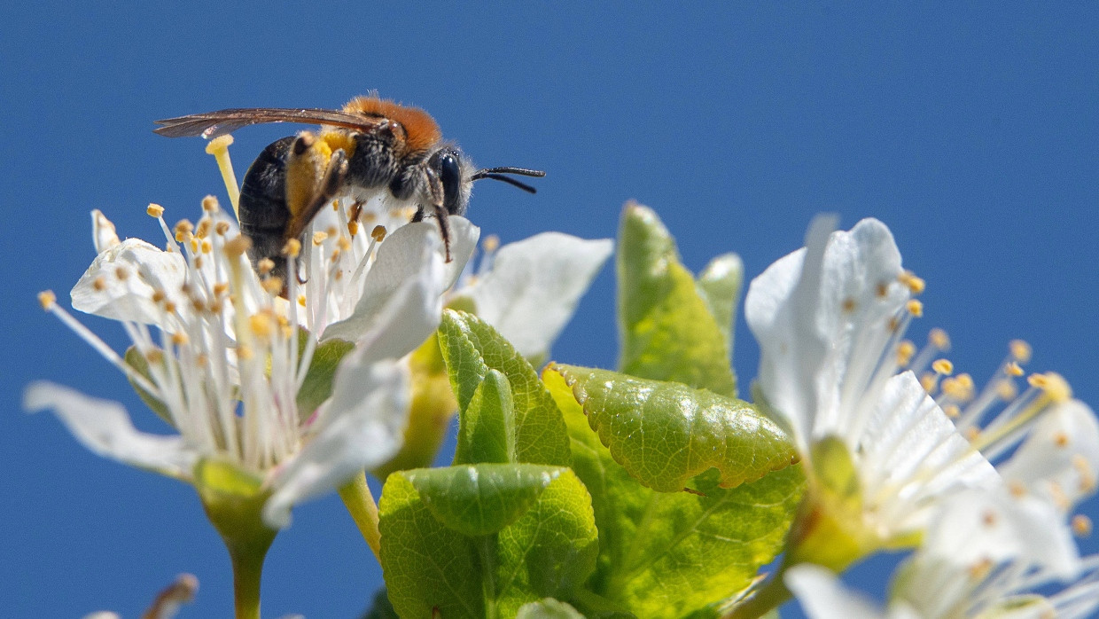 Eine Biene auf der Blüte eines Obstbaumes