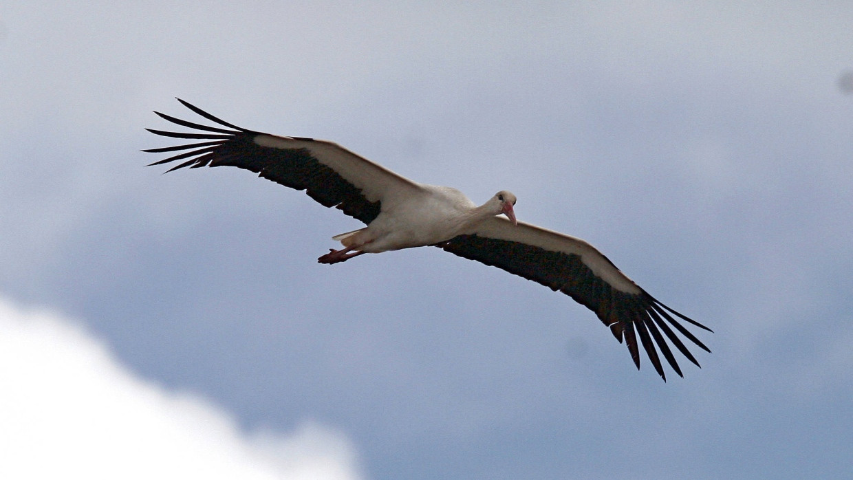 Ein Storch in Mittelfranken: Die Vögel ziehen oft nur noch bis Spanien oder Marokko und überqueren die Sahara nicht mehr.