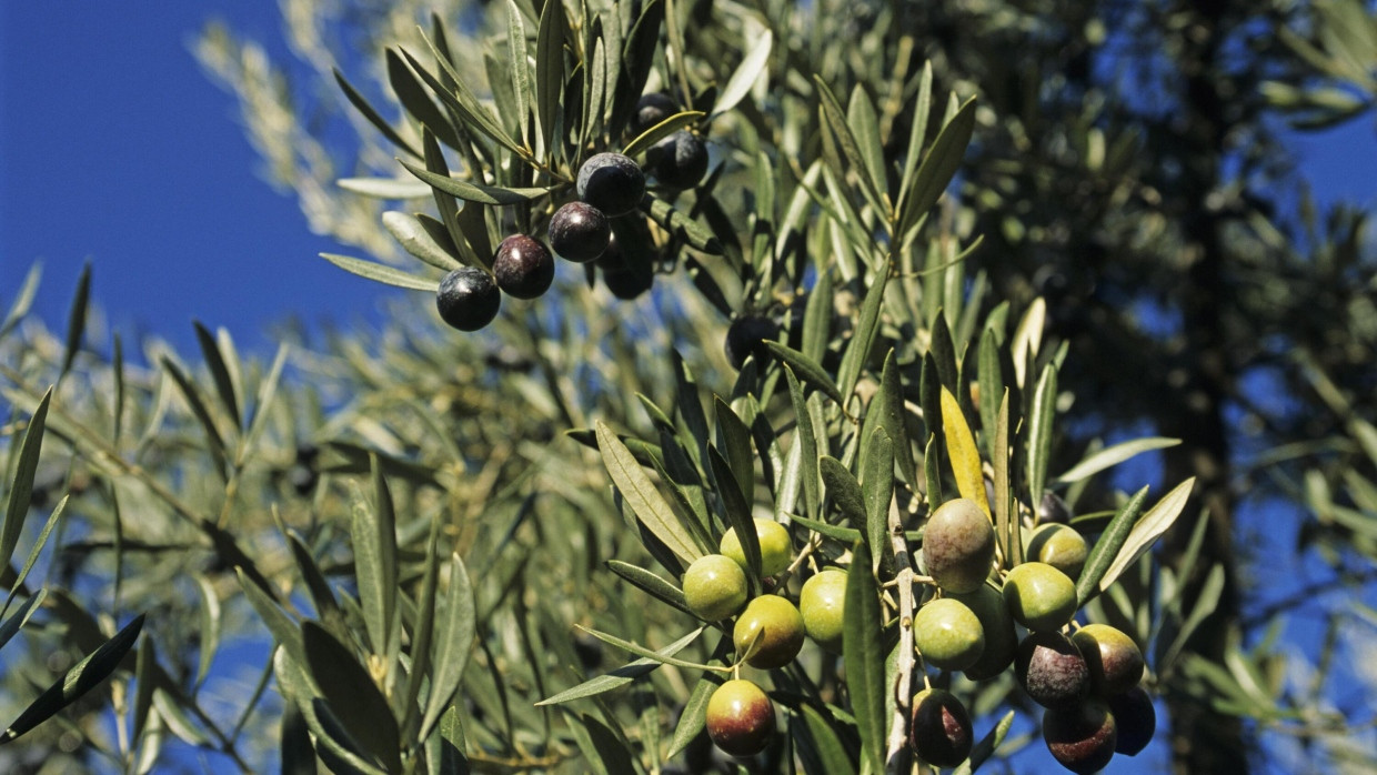 Bei Zeus! Das älteste Exemplar von Olea europaea steht auf Kreta und trägt nach 2000 bis 4000 Jahren immer noch Oliven