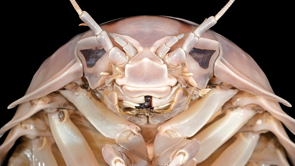 Lecker in Nudelgerichten: Bathynomus vaderi