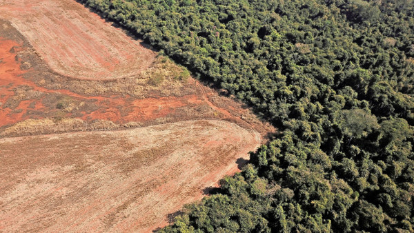 Abholzung in Brasilien: Der Schutz der Wälder ist ein wichtiges Anliegen im Naturschutz.