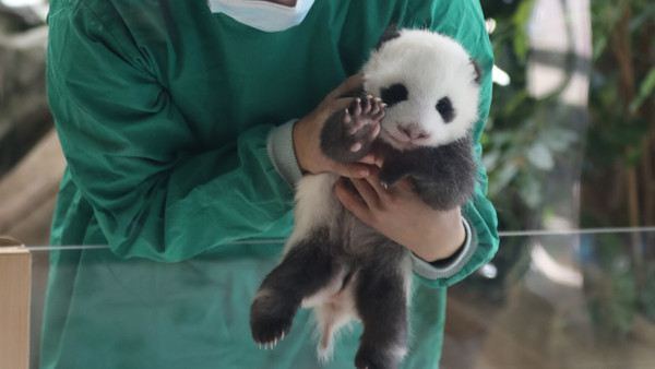 Das Pandajunge Xinhua im Berliner Zoo