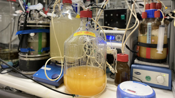 Zweistufiges Bioreaktor-System, in dem am Ende mit Folat (Vitamin B9) angereicherte Hefe heranwächst.