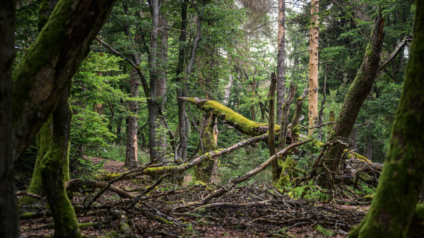 Totholz im Wald.