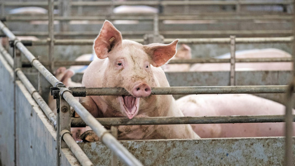 Was ist zumutbar? Schwein im Stall