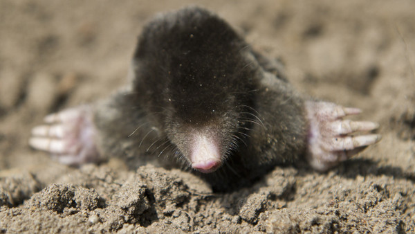 Seltener Anblick: Ein Europäischer Maulwurf (Talpa europaea) in seinem Erdhügel