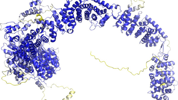 Modell einer Proteinstruktur, die Moleküle sind als Bänder dargestellt. Solche Modelle gibt Alphafold aus, die Software, die zwei der Nobelpreisträger entwickelt haben.