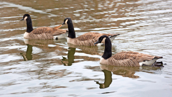 Zuwanderer: Kanadagänse schwimmen im Ostparkweiher in Frankfurt.