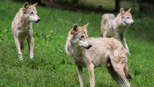 Diese Wölfe können Nutztieren nicht gefährlich werden, sie leben im Tierpark,