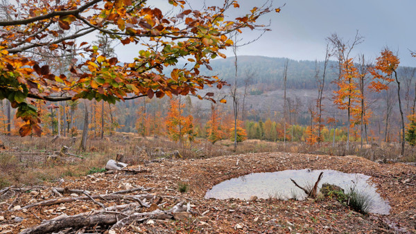 Zum Auffangen bereit: Mulden im Hohemarkwald im Taunus sollen die Wucht von Starkregen mildern.