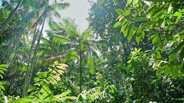 Artenvielfalt will geschützt sein: Regenwald in Brasilien – trotz Rückgangs, das Land mit dem größten Waldverlust.