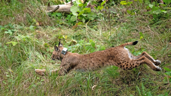 Luchs in Sachsen: Naturschützer versuchen, das Raubtier wieder in Deutschland anzusiedeln.