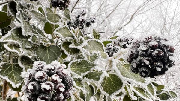 Glitzernde Eiskristalle: Pflanzen sind durch die kalten Temperaturen von Raureif umrandet