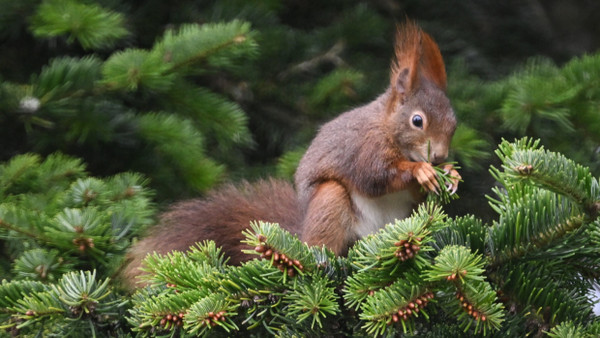 In jeder Fellfarbe niedlich: Eurasisches Eichhörnchen (Sciurus vulgaris)