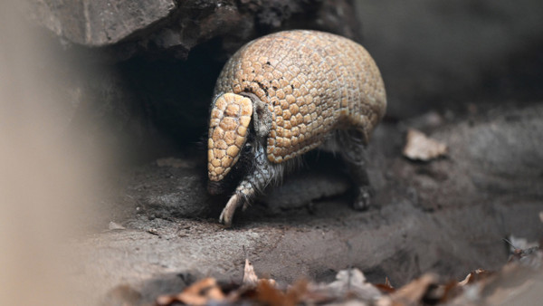 Ein Gürteltier geht durch sein Gehege im Zoo Wilhelma.