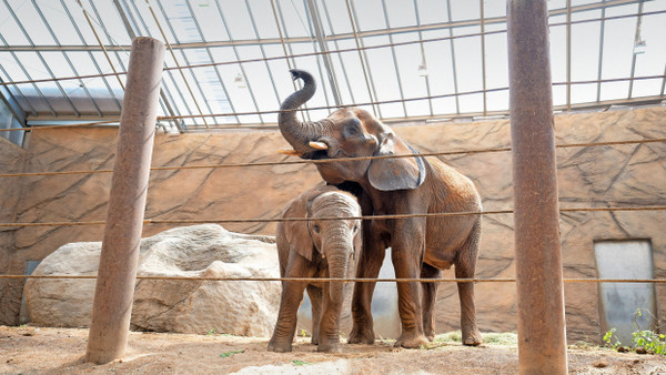 Bald nicht mehr der jüngste Elefant im Opel-Zoo: Jungbulle Neco mit Mutter Cristina bei seiner Ankunft vor einem Jahr