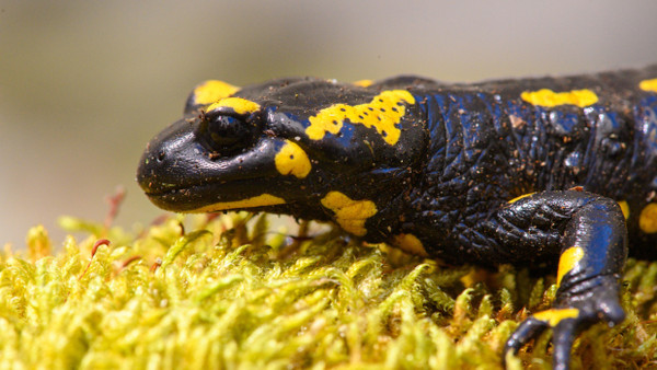 Der Feuersalamander ist in deutschen Wäldern weit verbreitet – und trotzdem gefährdet.