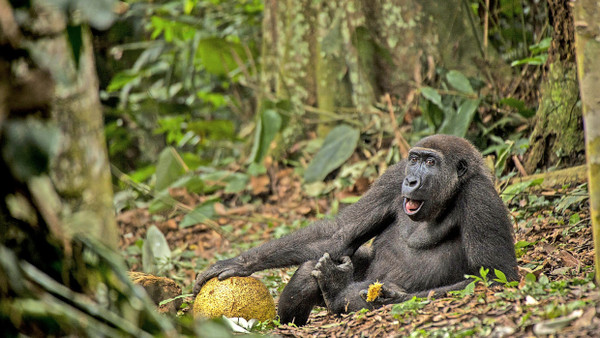 Vielen Menschen geht es schlechter: Flachlandgorilla aus der Republik Kongo