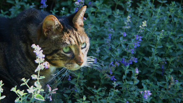 Vom Duft betört: Eine Katze streunt in einem Strauch Katzenminze umher. Und auch Insekten mögen diese Pflanze.