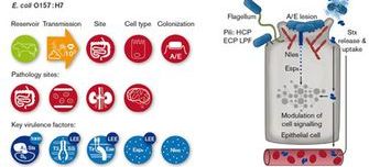 Microbe-profiles.jpg