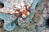 Life Lessons from the Octopus with its Nine Brains