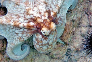 Life Lessons from the Octopus with its Nine Brains