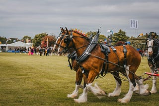 Our High-Horse Problem