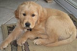 My golden retriever, Hope, at nine weeks old