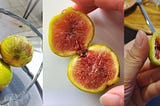 Photo montage of figs in various stages of being eaten.