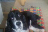 Franklin, the author’s dog resting on a colorful bed.