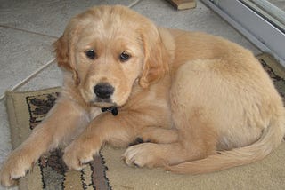 My golden retriever, Hope, at nine weeks old