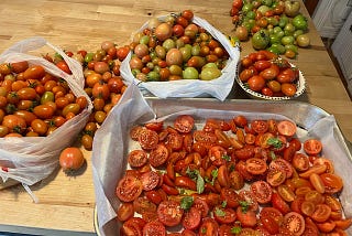 Collections of tomatoes of all shapes and sizes from my garden