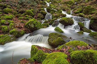 Ensuring Water Security: The Critical Role of Forests, Woodlands, Wetlands, and Grasslands