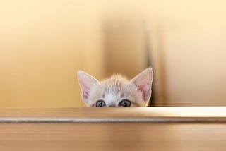 Guilty looking kitten peeping above a wooden bench top